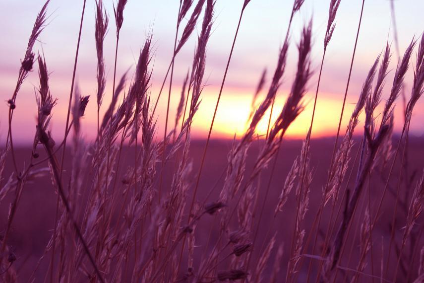 Purple wheat in a field.