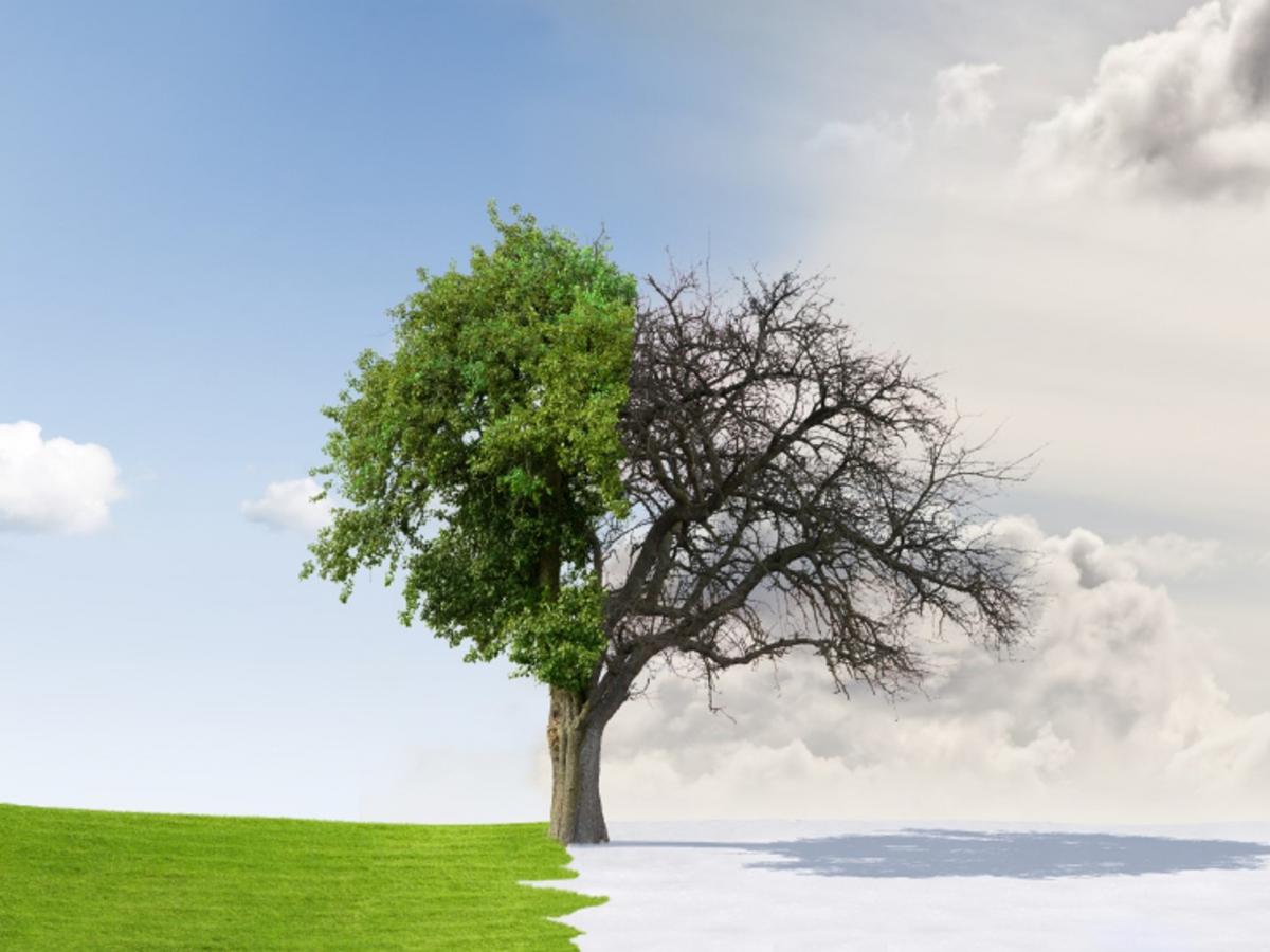 A deciduous tree in a field. Half of the tree has leaves and is in a summer environment. The other half has no leaves and is in a winter environment.