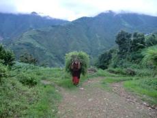  The women of the village typically forage for tree fodder and grasses 2-6 hours every day.