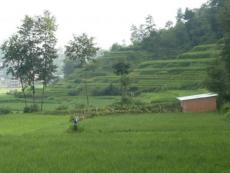 Rice paddies