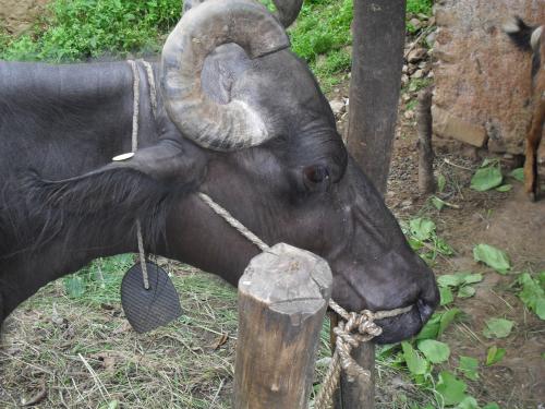  Veterinary care is about 2 hours away and often it is the cost that keeps the farmers from calling unless it's a dire emergency. When all else fails, tie a flip flop around their neck.