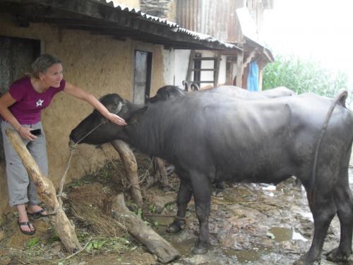  This is the village bull. Each village needs their own bull to check for estrus and service the buffalo in the area. One bull can service about 30 buffalo. He really was one of the friendliest buffalo I met. I think he was hoping I might take him for a walk around town.