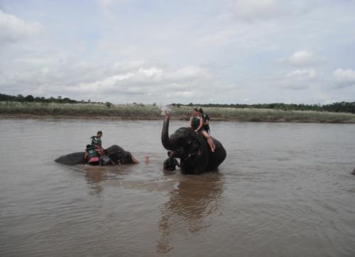 Elephants washing in a river with people sitting on them