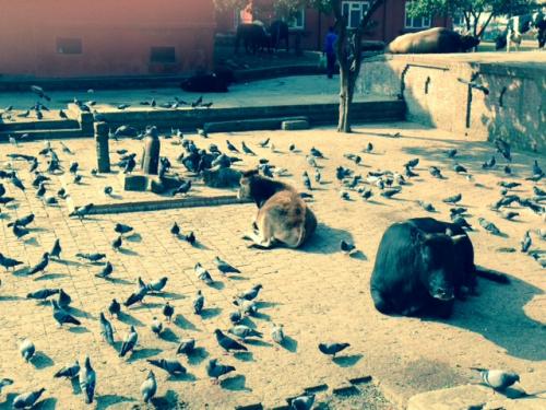 Two bulls and pigeon in a public square