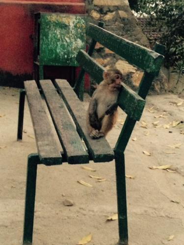 Monkey sitting on a bench