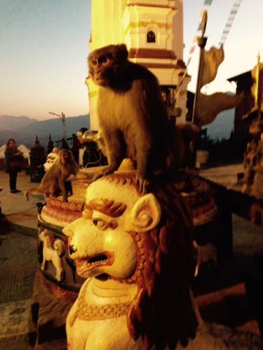 monkey sitting on a statue outside a temple