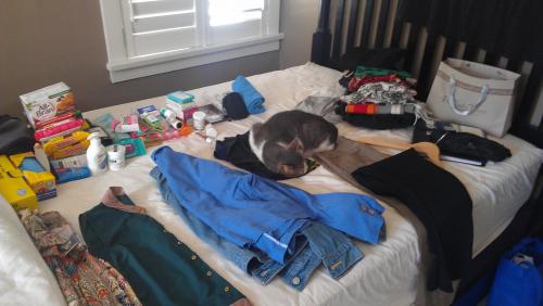 Clothing sprawled on a bed with cat laying in the middle