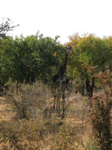 Dark coloured giraffe in the trees