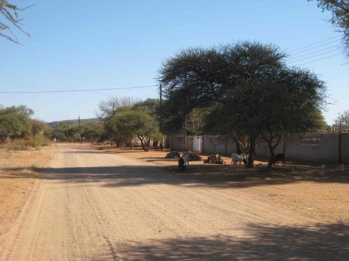 Dirt road with dry trees lining the way