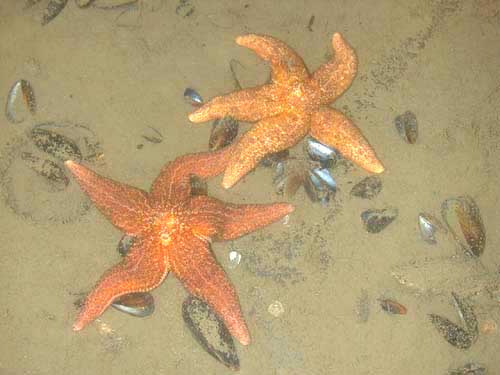 Asterias Vulgaris