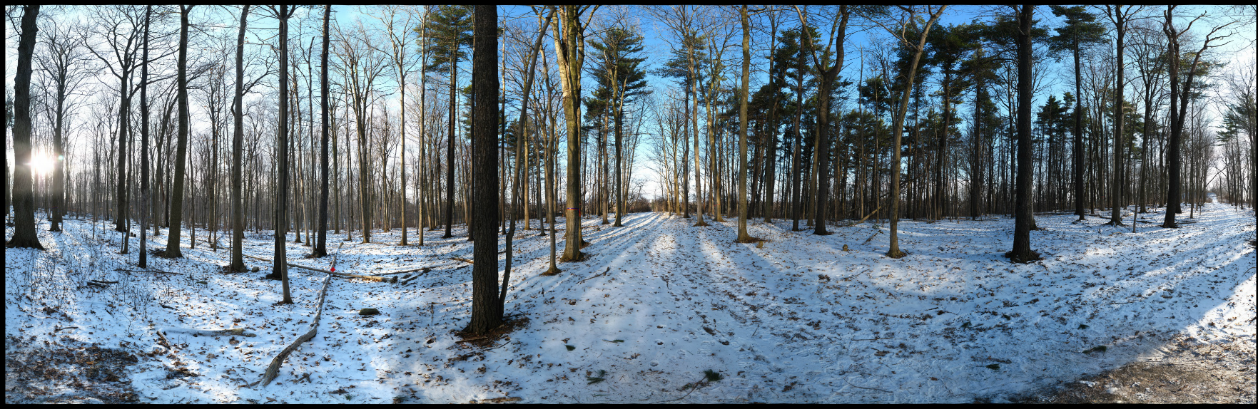 Decorative winter dairy bush photo