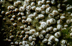 Barnacles