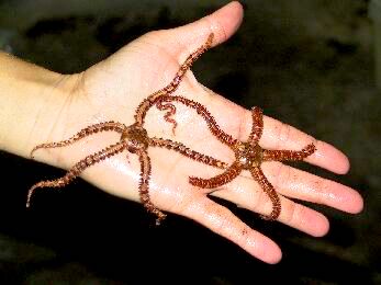 Brittle Stars