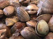 Clams