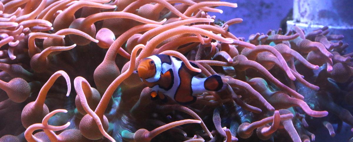 Clownfish