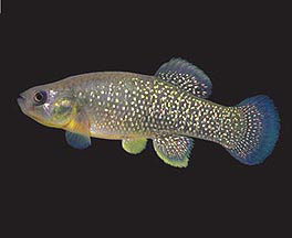 Fundulus Heteroclitus