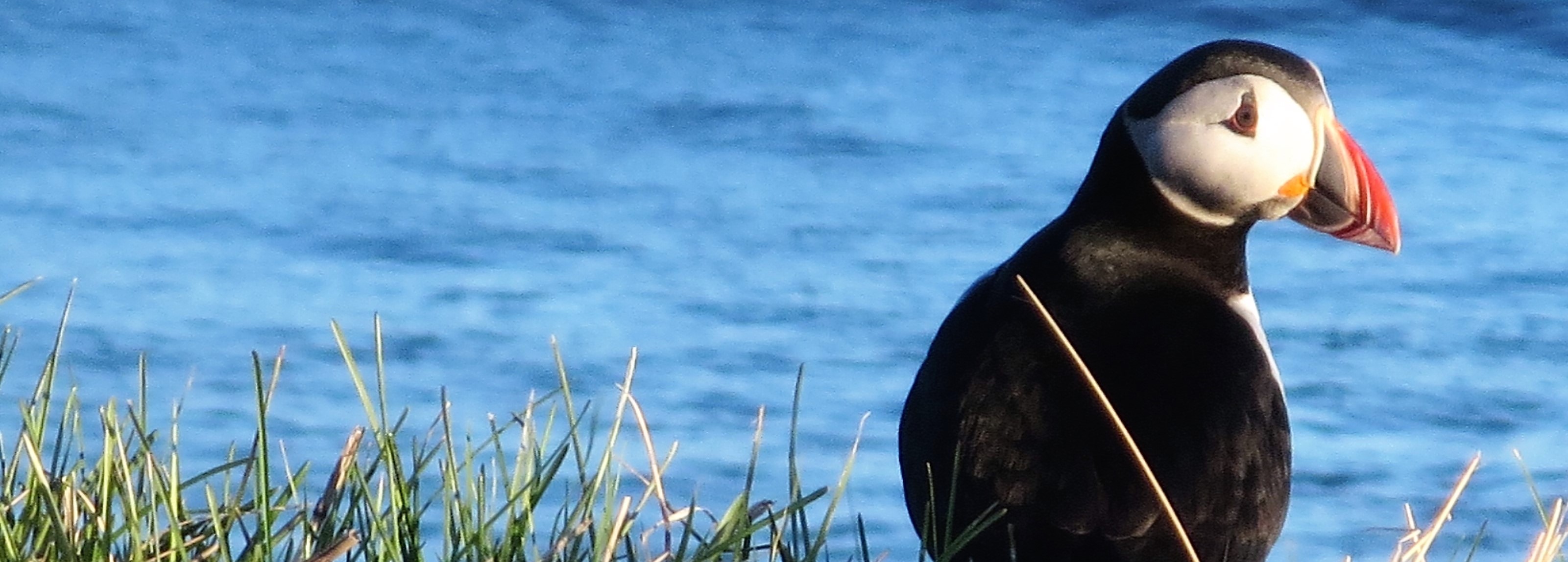 Photo of a puffin on a grass cliff by the ocean. Photo by Bailey Bingham, IB Student
