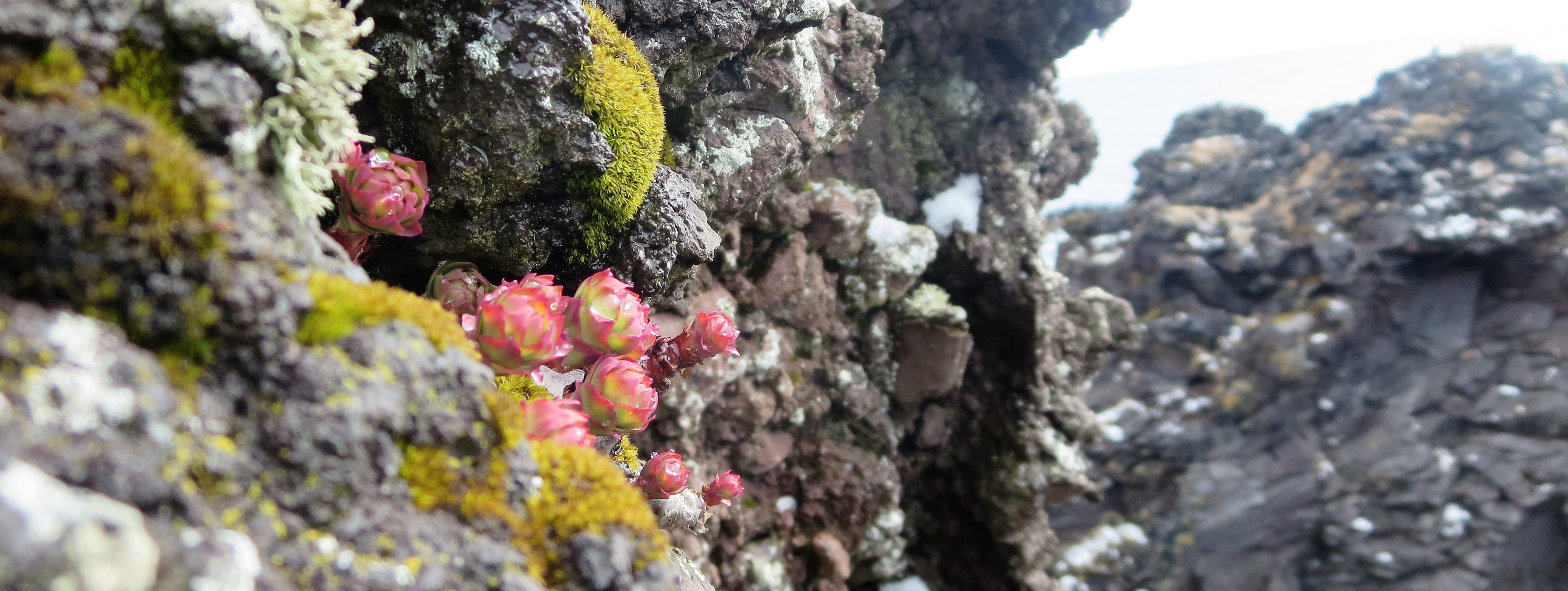 Decorative photo of flowers, rocks and moss. Taken by Bailey Bingham, IB student