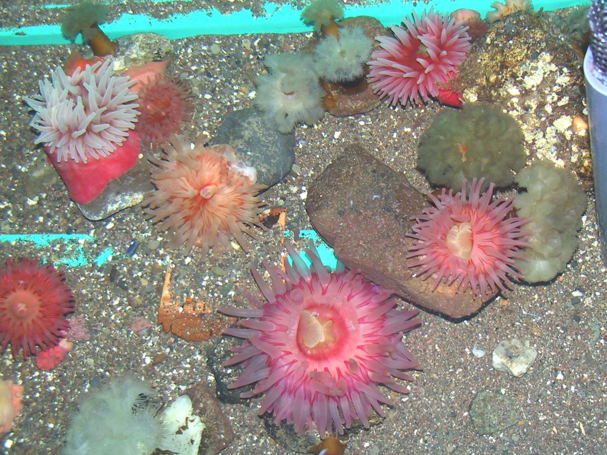 Marine Invertebrates 2007 image