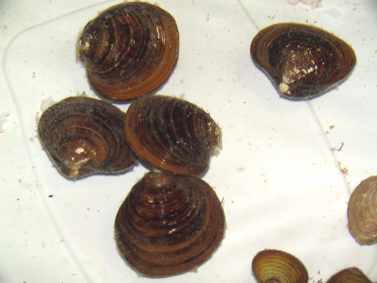 Marine Invertebrates 2008