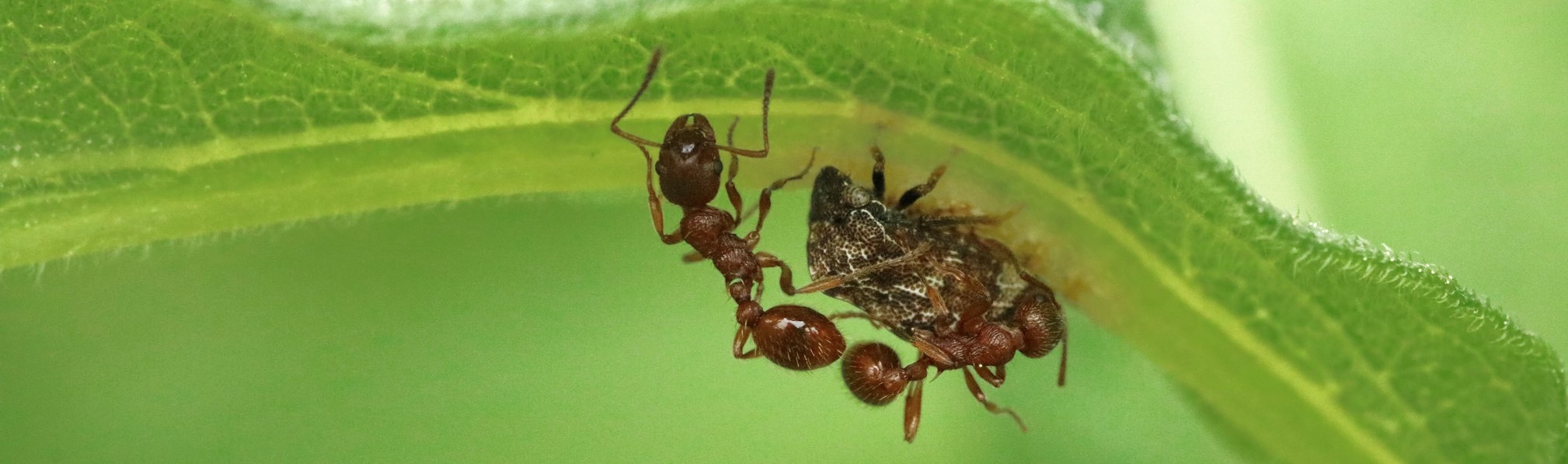 Ants tending hemipterans. Photo by Lauren Stitt, University of Guelph Laboratory Technician