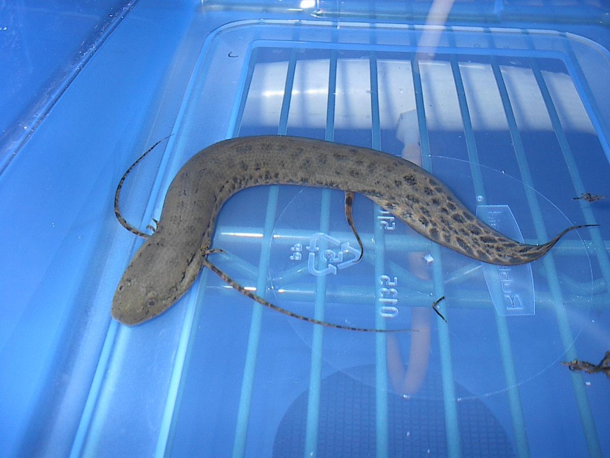 Lungfish