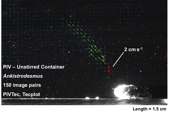 PIV analysis on an image of a zebra mussel