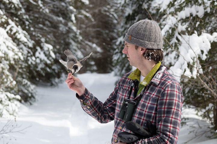 University of Guelph principal investigator Ryan Norris brings his study subjects right into the hand for Gray Jay research. Photo by Brett Forsyth