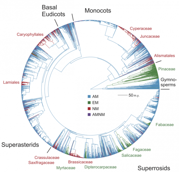 Time-calibrated phylogeny for seed plant species