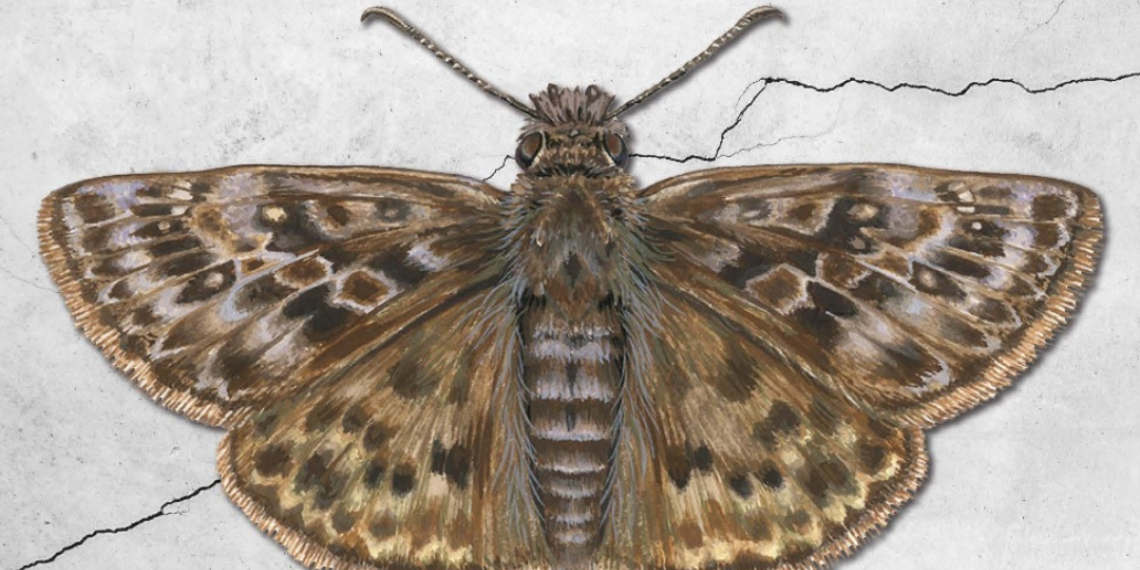 Mottled Duskywing butterfly
