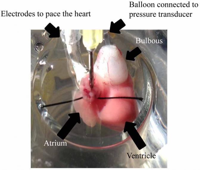 photo of fish heart