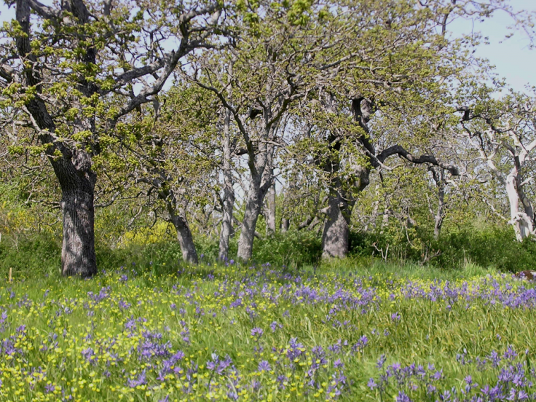 photo of study site