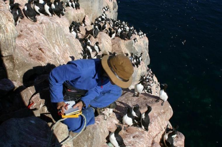 researcher on island with murres