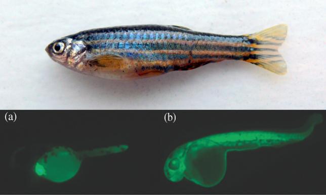 Photo of Zebra fish (above), Fluorescent protein gene (below)