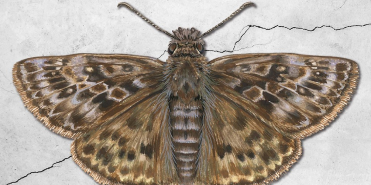 Mottled Duskywing butterfly