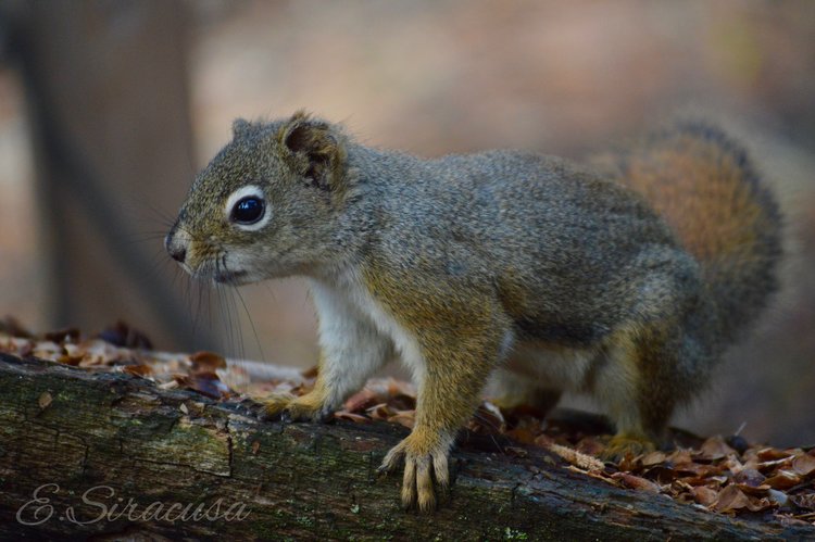 Red Squirrel