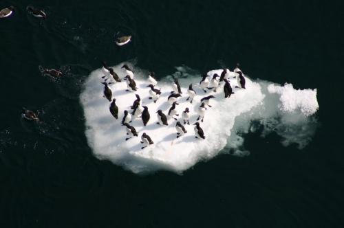 murres on iceberg