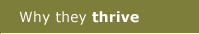 Why they thrive
