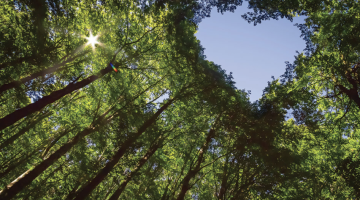 Trees