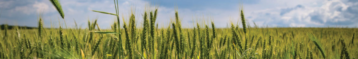 farmers field uofg