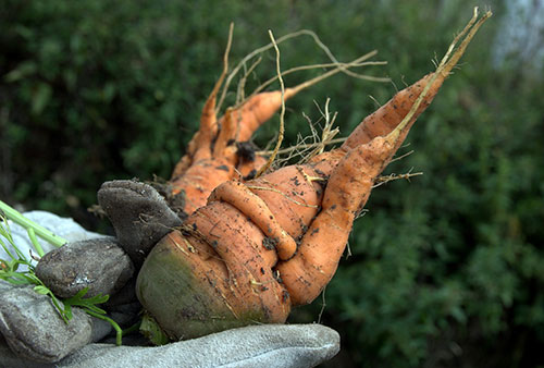 Photo of ugly carrot
