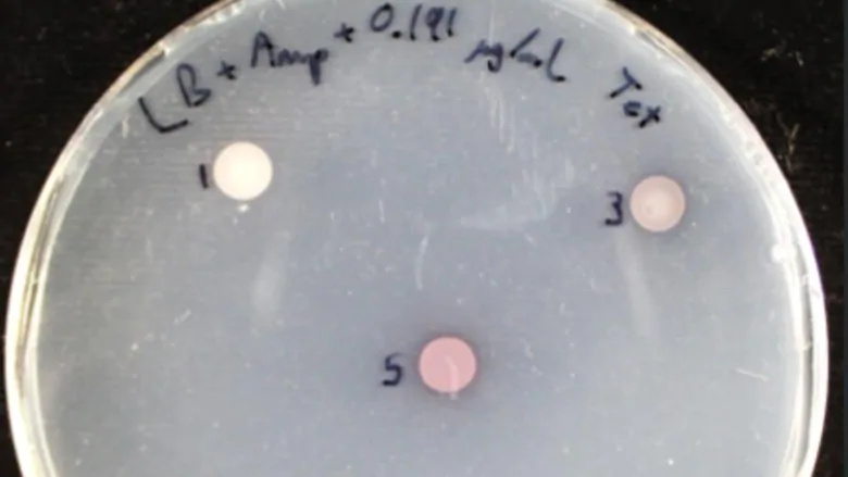 Antibiotic sensors