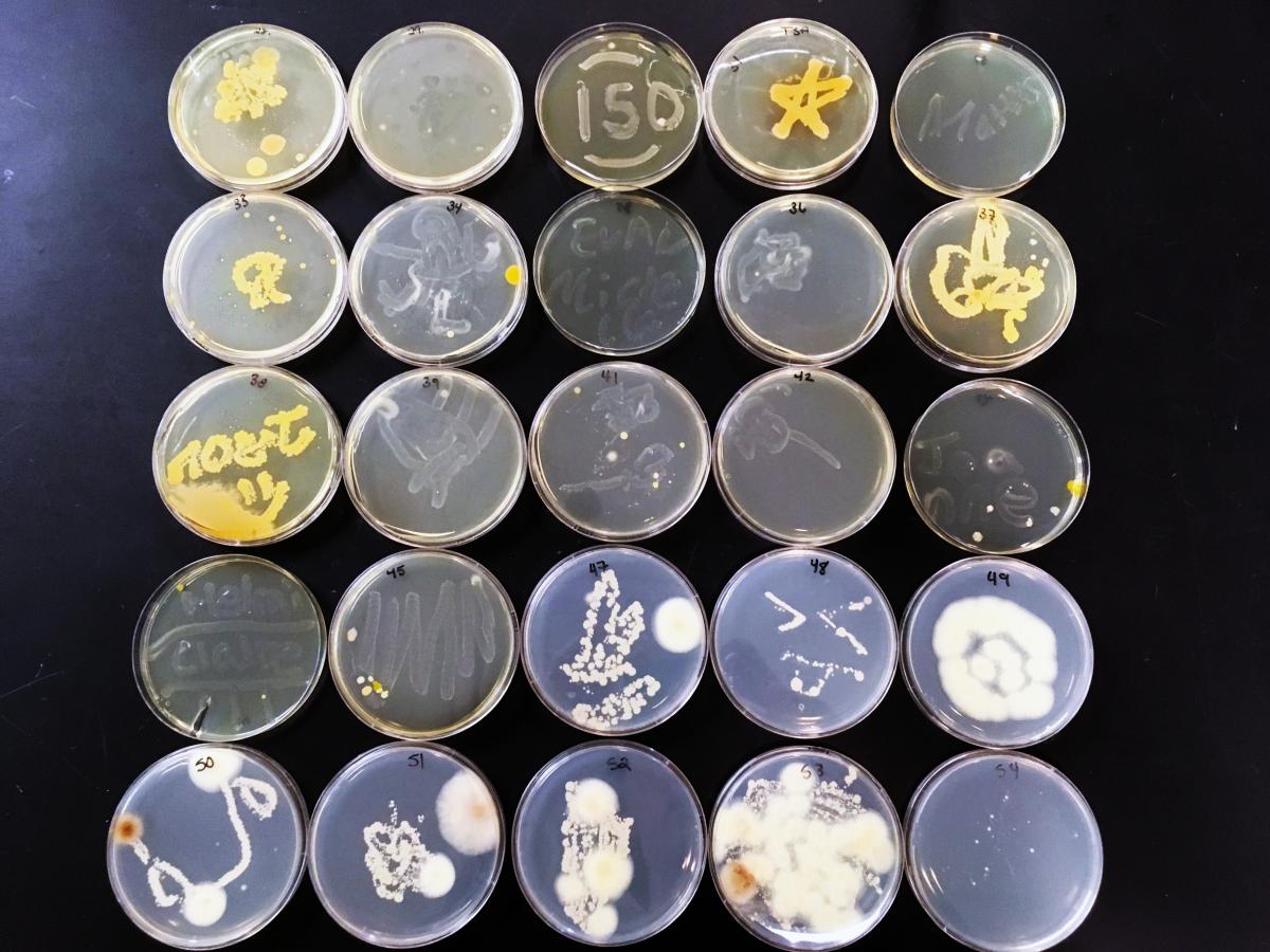 Second Set of Microbe Art