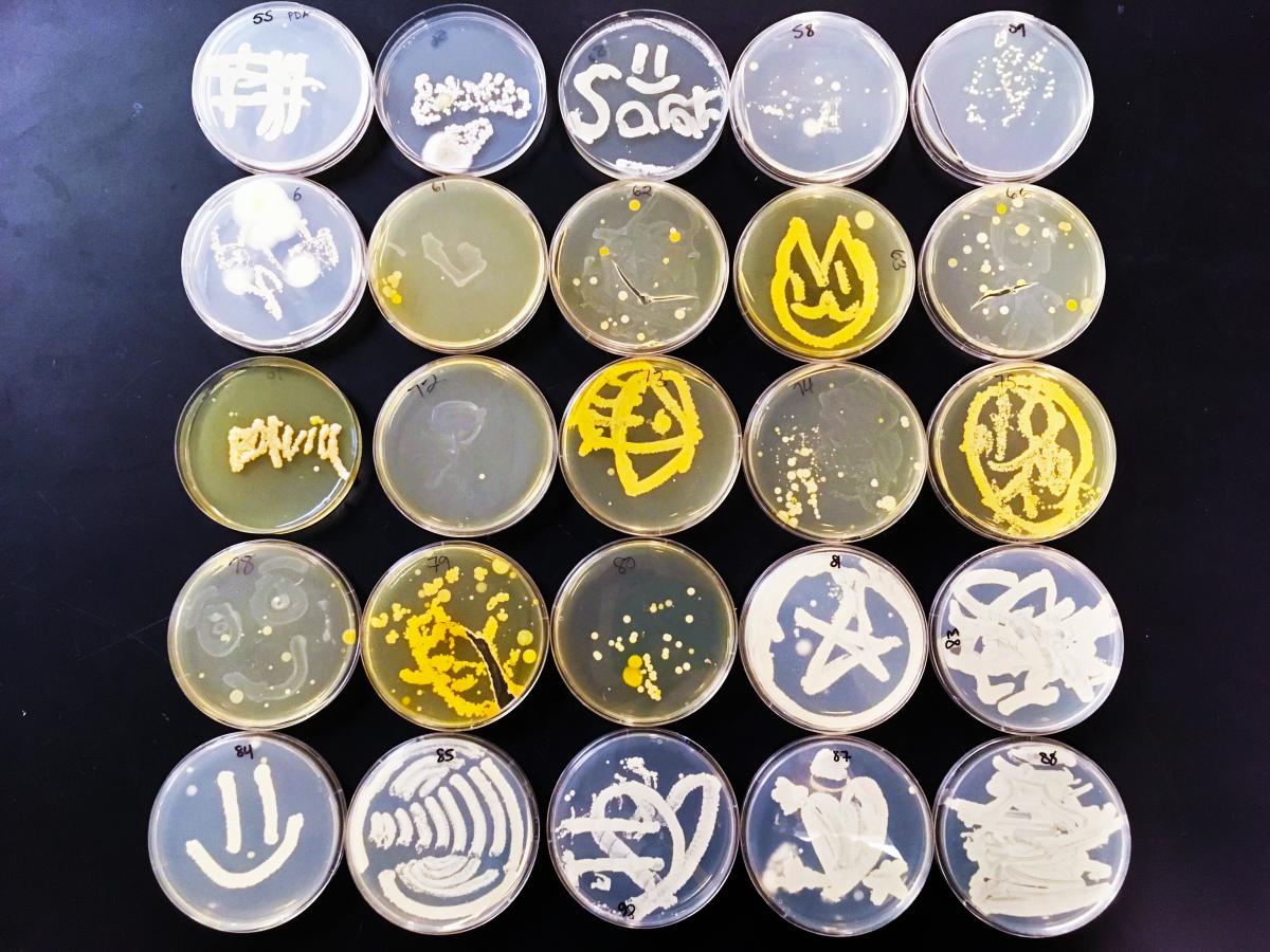 Third Set of Microbe Art