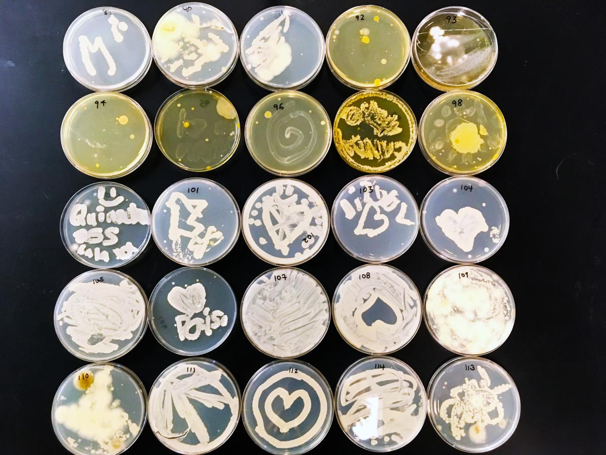 Fourth Set of Microbe Art