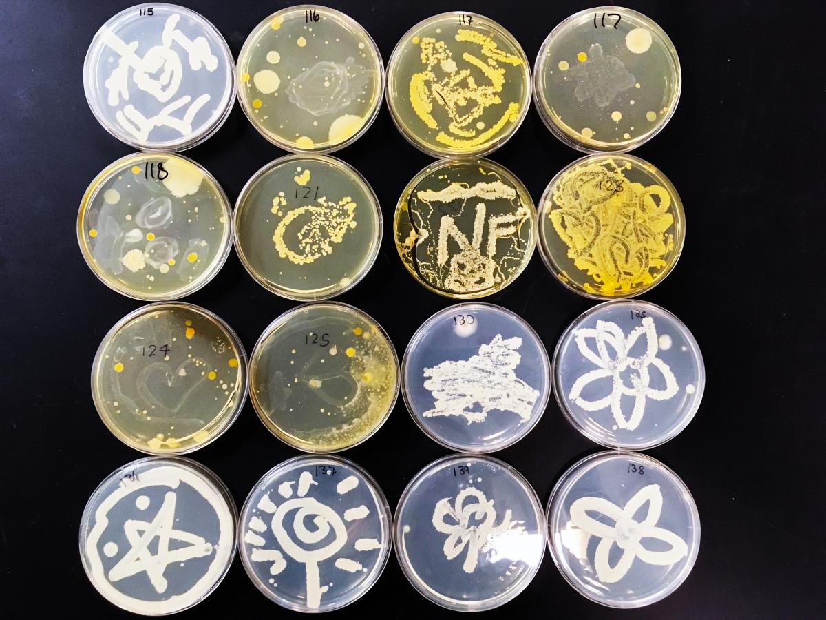 Fifth Set of Microbe Art