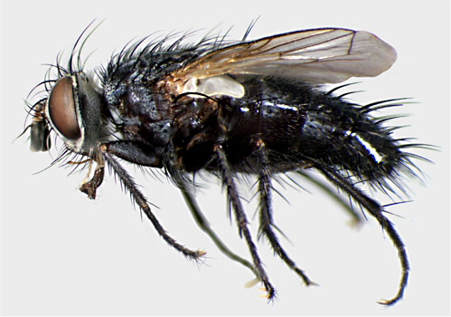 Athrycia cinerea