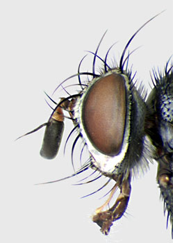 Athrycia cinerea head