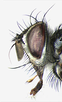 Blondelia eufitchiae head