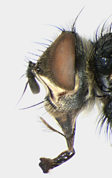 Eurithia consobrina head